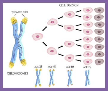 telomeres